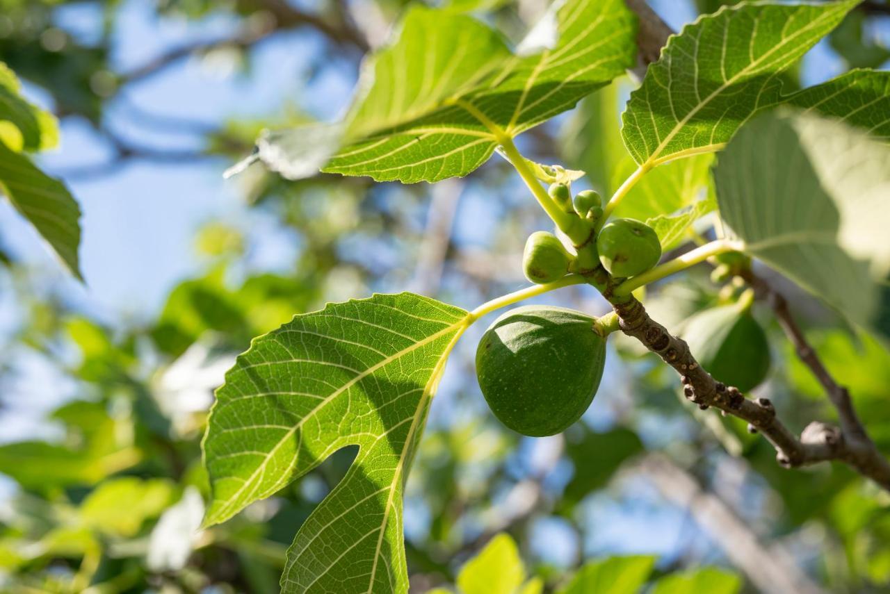 Quercesecca *
